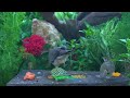 Uninterrupted  Cat Tv for Cats to watch - Unlimited Birds and Squirrels in Colorful Garden - 4k UHD