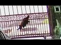 (Cat Cam) - kitty and flying chicken