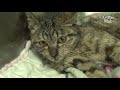 Cat Can't Control Her Body | Animal in Crisis EP13