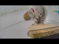 Cute! Silly cats ❤️😸 Funny Cats Videos 2024 😅🐱
