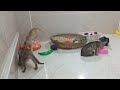 Funny ANIMALS videos 2024😉New Funny Cats and Dogs Videos🐶