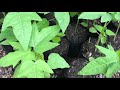How to Germinate Papaya from the seeds