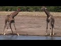 Scenes from Etosha National Park, Namibia