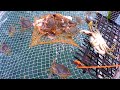 Crab pot cam