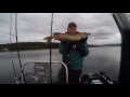 Team Colibri fishing for perch and pike