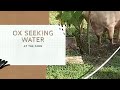 Ox seeking water