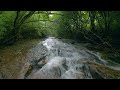 Relaxing Mountain Stream, Beautiful Birds Singing - Reduce Stress, Heal Your Mind