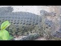 How do crocodile react to noise. Sarawak Crocodiles