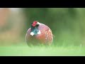 The Pheasant - A Stunning Bird Close Up