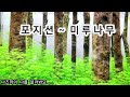 🍀포지션💚미루나무(가사첨부) 이 노래를 무척이나 좋아하시는 분...😁 함께 🎧~ 항상 감사합니다 🥰