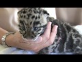 Newborn Clouded Leopard Cubs - 1 month old.