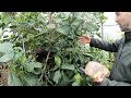Pennsylvania Greenhouse Tropical Fruit Trees with Brian