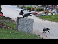 Crows love this bench