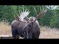 Unseen Footage of a Famous Big Bull Moose #moose #alaska