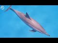 Under The Red Sea 4K (ULTRA HD) - Witness Stunning Sea Life And Soothing Piano