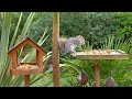 Cat TV for Cats to Watch 😸 Birds & Squirrels eat at the Birdtables 🕊️🐿️ Bird videos for cats