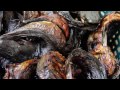 THE DRIED FISH TECHNOLOGY IN NIGERIA