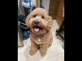 Tommybear the Labradoodle with Chito, Cookie and Kitty Purry