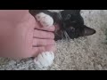 C5 Kitten Bros. vs My Left Hand