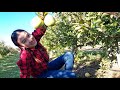 Mời cả nhà cùng em hái táo ❤.Táo rụng thấy thương 💝🍎🍏/Apple picking.