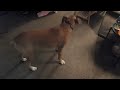 Boxer/Pitbull mix Fights Vacuum Cleaner, WHO WINS? FUNNY!!