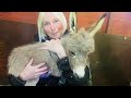 Dinky Donkey Diaries: Part 1 | Miniature donkey baby!