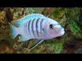 Beautiful Colourful African Cichlids Up Close | Lake Malawi Fish