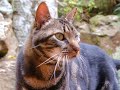 Meditation for cats only /relaxing videos for pets