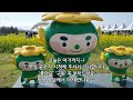 Walk on the spring/ canola flower road of Noksan-ro. [Beautiful Jeju trip]