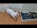 Mother Dog Prevents Mother Cat Moving Newborn Kitten to A New Home