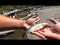 Surf fishing & creek fishing WA Coast (Pacific Beach, Seabrook, La Push, Ruby Beach)