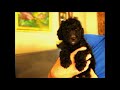 Poodletails.com Toledo, Ohio - AKC Standard Poodle Puppy - 7 Weeks Old