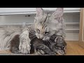 The Escaping Maine Coon Kittens!