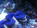 Blue maxima clam spawning