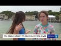 Fifth graders plant eelgrass in Crystal River to aid manatees