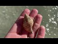 Low Tide Shelling in Marco Island Florida. My secret spot that you can only get to at low tide!