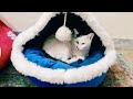 Coconut cat feels comfortable inside the blue Veranda house|Cat sleeping in bed|