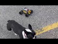 DeerC 9310 1/16th Rc Truck vs French Bulldog