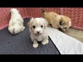 Baby puppies squeak loudly and call their mother dog Nora, but she is in no hurry to come to t