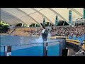 THE BEST ORCA SHOW IN TENERIFE LORO PARQUE  #tenerife #loroparque #orca #orcashow #travel #summer