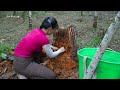 Harvesting A Lot Of Palm Weevil In Rotten Palm Trunks Goes To Market Sell | Free Bushcraft