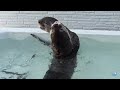 Otters Loves Their Auntie Too Much