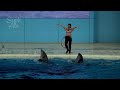 Beluga Whale Show At Yokohama Hakkeijima Sea Paradise 【4K】