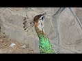 IRAN / Bird Garden / ایران_باغ پرندگان