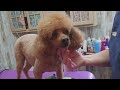Toy Poodle summer hair cut, grooming #cutedog