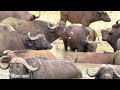 4K African Wildlife: Tarangire National Park, Scenic Wildlife Film With Real Sounds