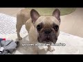 French Bulldogs EMBARRASSING Admission.. It's Laundry Day!