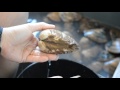 Opening clams