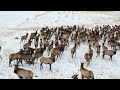 Elk heard in Loveland, CO (Mavic Air 2S)