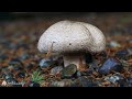 🍄🍃 | Beautiful Mushroom in Nature | Beautiful Nature Scenery | Relaxing Piano Music |  🍃🍄🍄🍄